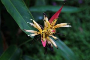 Orchidée, voyage à Singapour, jardin botanique