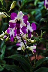 jardin botanique, Singapour